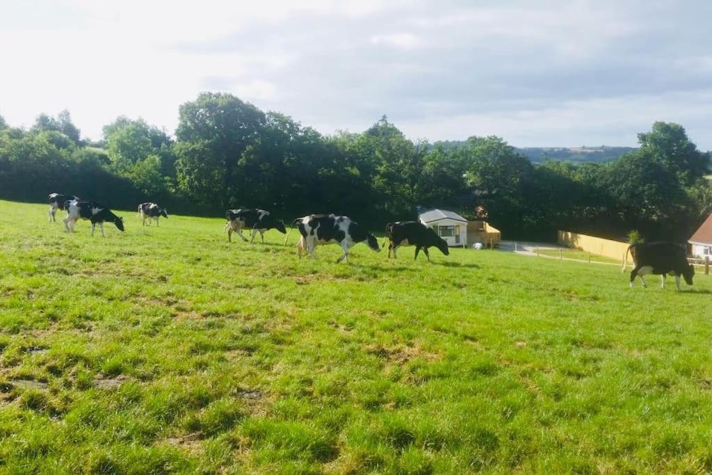Park Gate House Farm Holidays, Colyton-'Elizabeth エクステリア 写真
